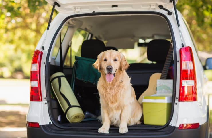 perro mascota vacaciones coche motor