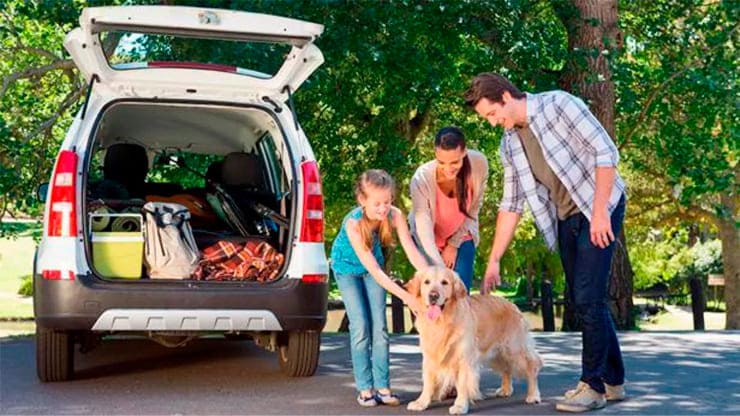 perro preparado para viaje en coche
